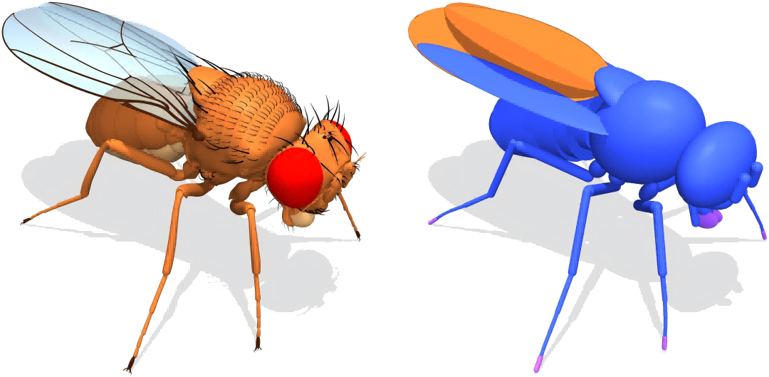 FlyBody: Unveiling the Neural Secrets Behind Behavior